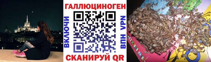 Галлюциногенные грибы Cubensis  где найти   Болгар 